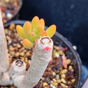 八千代,多肉植物,セダム属,花のある暮らし,多肉男子の画像