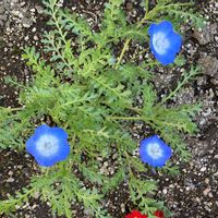 ネモフィラの画像