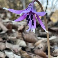 カタクリ,かたくりの花,山野草,花のある暮らし,青い花マニアの画像