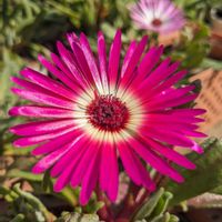 リビングストンデージー,開花,庭の画像