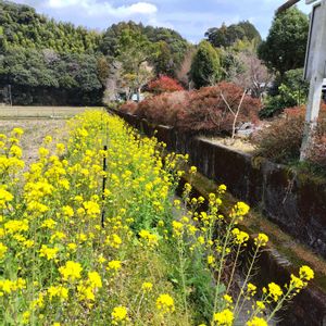 ナンテン,ナノハナ,玉露の里♪,雑草,山野草の画像