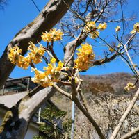 アセビ,ウメ,サンシュユ,サンシュユ,ミツマタの画像