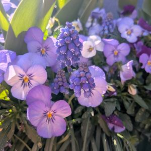 ムスカリ,ムスカリ,家庭菜園,玄関アプローチ,庭の画像