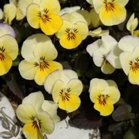 イチゴ,ビオラ,繋がりに感謝✨,毎月15日はいちごの日,❄️冬にまけるな❄️の画像