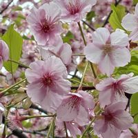 ウメ,サクラの画像