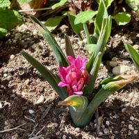 サザンカ,ヒヤシンス,ヒヤシンス,ヒヤシンス,今日のお花の画像