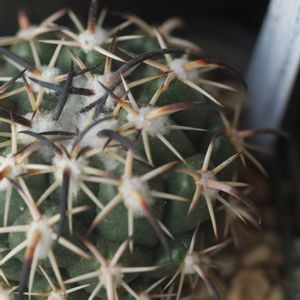 ハオルチア,多肉植物,観葉植物,塊根植物,サボテン科の画像