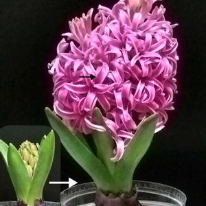 クマザサ,ヒヤシンス,ヒヤシンス 水耕栽培,GS今日のお花,花ブローチ倶楽部の画像