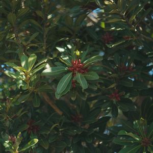 ハオルチア,多肉植物,観葉植物,塊根植物,サボテン科の画像