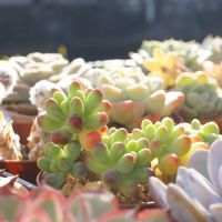 乙女心,多肉植物の画像