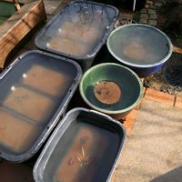 オモダカ,スイレン,ハス,睡蓮,温帯スイレンの画像