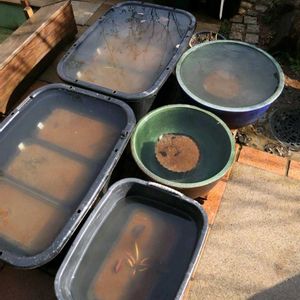 オモダカ,スイレン,ハス,睡蓮,温帯スイレンの画像