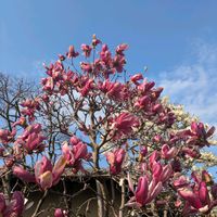 モクレンの画像