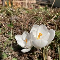 クロッカス,春の花,白い花,庭の画像