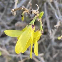 レンギョウの画像