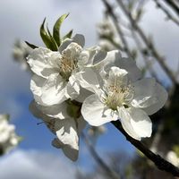 モモ,桃林,京都御苑の画像