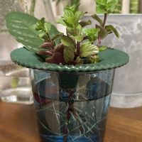 スペアミント,アボカドの葉っぱ,リビング・ダイニングの画像