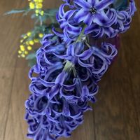 ヒヤシンス,青い花マニア,ありがとう♡嵐♡,チーム・ブルー,チーム岐阜の画像