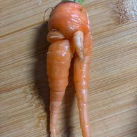 オダマキ,ニンジン,ネモフィラ,ムスカリ,セクシー人参の画像