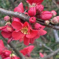 サザンカ,ボケの画像