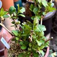 アジサイ,紫陽花 コンペイトウ,紫陽花 カサノバ,紫陽花 月の女神,紫陽花 風姿花伝の画像