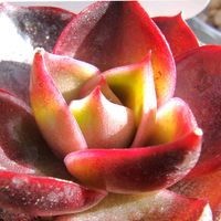 レッドライト,紅葉する多肉,レッドライト　たなばたの画像