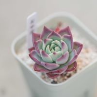 エケベリア,多肉植物,エケベリア属,ベランダ多肉の画像