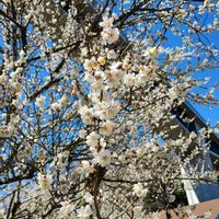 ウメ,蝋梅,白加賀,酈懸(テッケン),日本庭園の画像