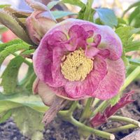 クリスマスローズ,ヒヤシンス,クリスマスローズ セミダブル ホワイト,球根,地植えの画像