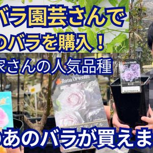 ガーデニング,薔薇♪,オープンガーデン,ばら バラ 薔薇,薔薇愛同盟の画像