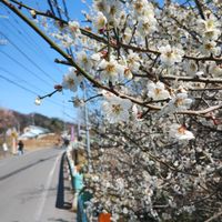 アセビ,ウメ,サンシュユ,セリバオウレン,マンサクの画像