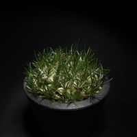 オーニソガラム,オーニソガラム sp,球根植物,ケープバルブ,オーニソガラム属の画像