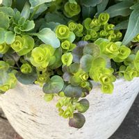 リシマキア,リシマキア オーレアの画像