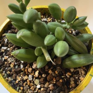 ルビーネックレス,成長記録,植物のある暮らし,リビング・ダイニングの画像