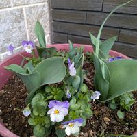 クロッカス,チューリップ,チューリップ,ヒヤシンス,ビオラの画像