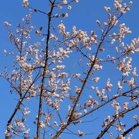 アンズ,散歩道,マンションの花壇,素敵な日曜日,2026百花魁の画像