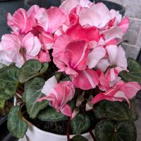 シクラメン,風除室の画像