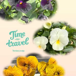 ビオラ,ビオラ,ネコ好き,プランター,白い花の画像