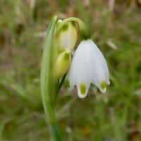 スノーフレーク,スズラン水仙,自然,白い花,花の写真の画像