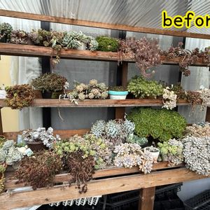 多肉植物,ガーデニング,多肉棚の画像