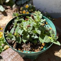 ペチュニア,ペチュニア カプチーノの画像