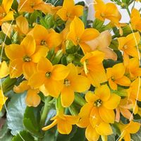 カランコエ,ガーデニング,ビタミンカラー,おすそ分け,小さな幸せ♡の画像