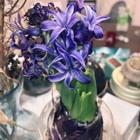 癒しの癒シンス　ブルーパール,ブルー,キッチンカウンター,ヒヤシンス水栽培,お部屋で育てるの画像