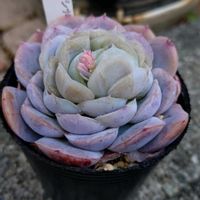 エケベリア,ポトシナ,ポトシナ,多肉植物,小さな花壇の画像