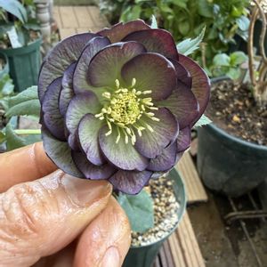 クリスマスローズ,クリスマスローズ,クリスマスローズ ダブル,クリスマスローズ ダブル,ベランダガーデニングの画像