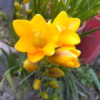 フリージアの画像