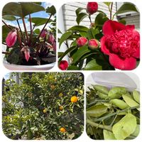 シクラメン,ビオラ,スダチ,椿　紅卜伴（べにぼくはん）,スダチ　トゲの画像