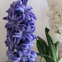 ヒアシンス,満開,玄関の画像