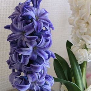 ヒアシンス,満開,玄関の画像