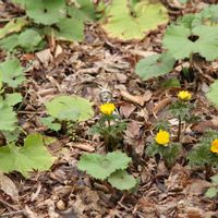 福寿草,ふきのとう,京都府立植物園,山野草,春の訪れの画像